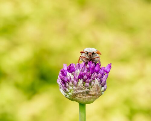Heb jij meikevers gespot in het gazon?