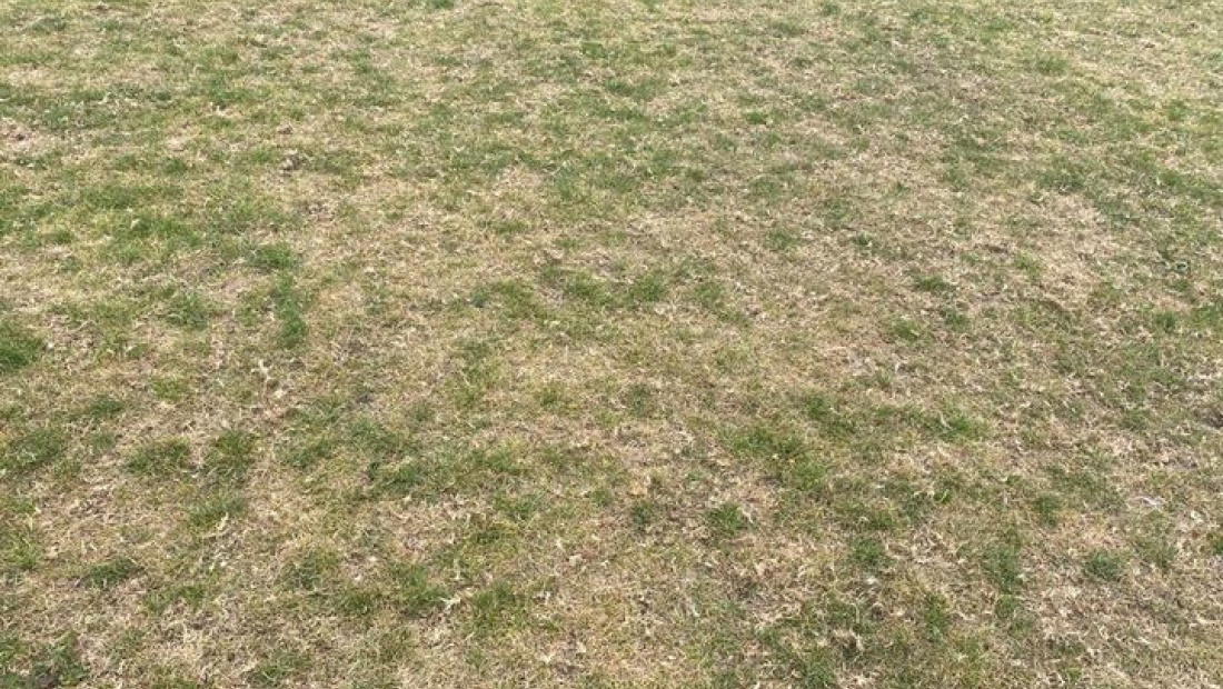Droogte plekken in het gazon