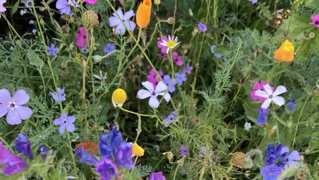 Bloemenmengsel zaaien