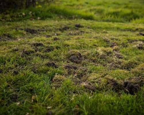 Dassen en engerlingen in je gazon!