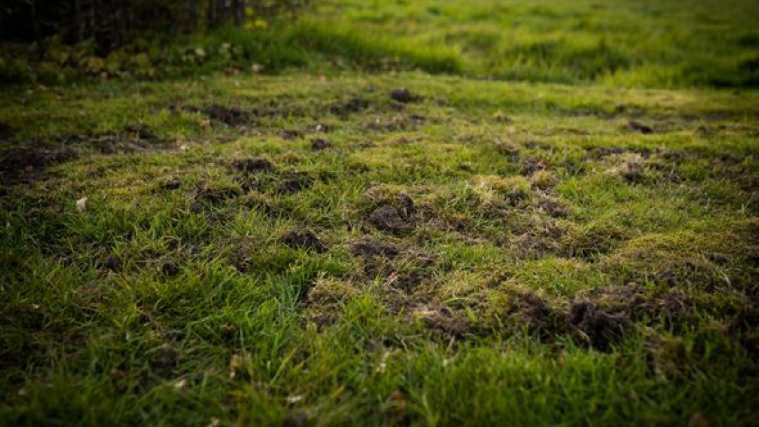 Dassen en engerlingen in je gazon!