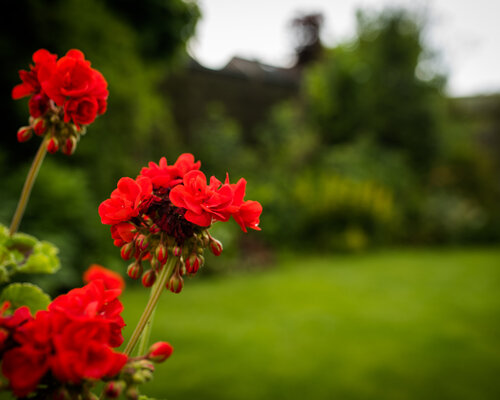 Bemesting weg geregend?