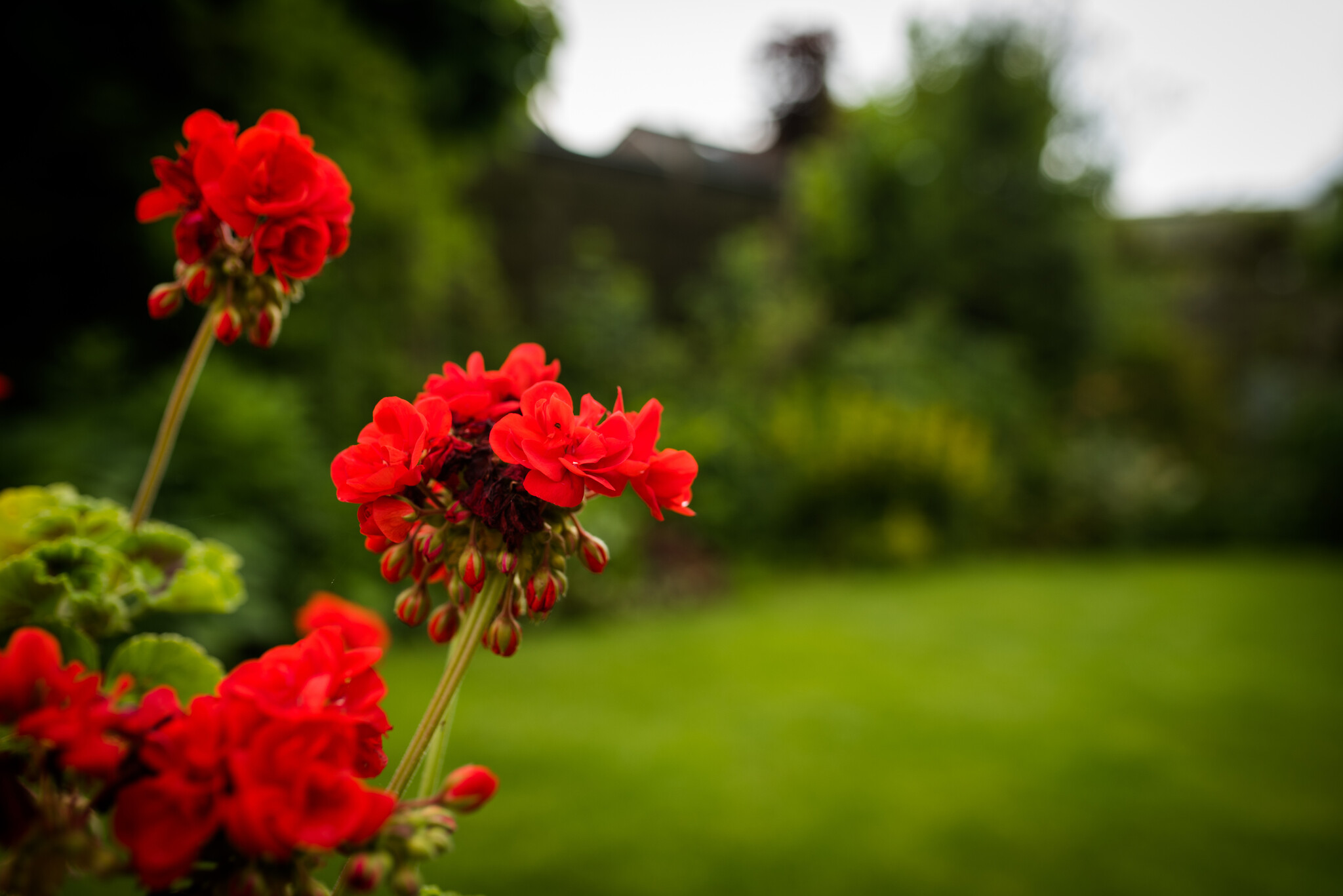 Bemesting weg geregend?