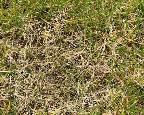 Tijd voor de zomerbemesting