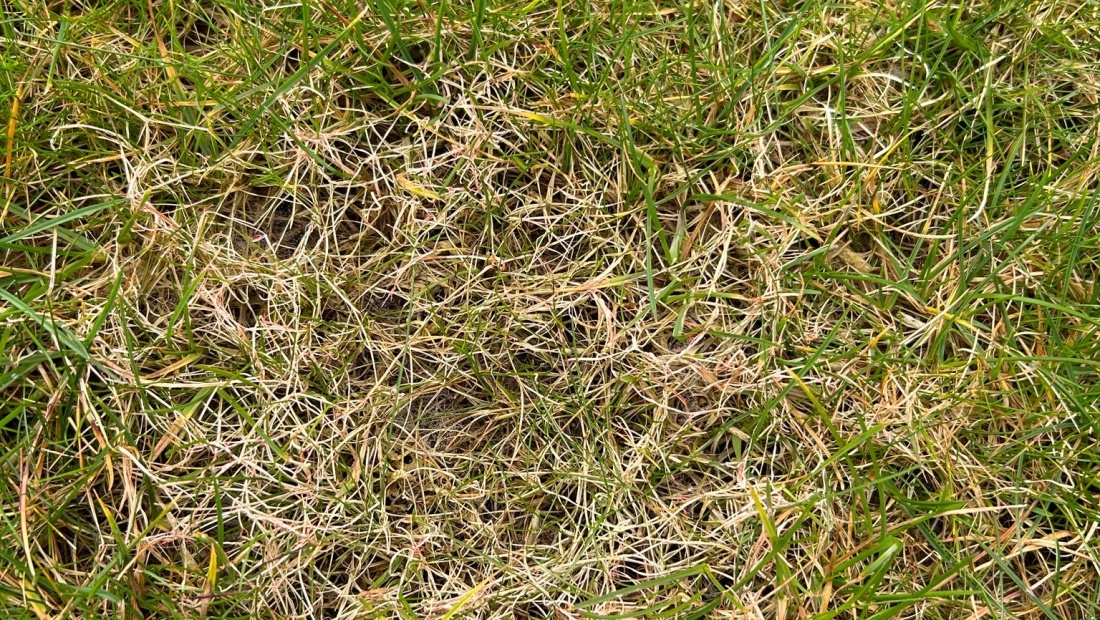 Tijd voor de zomerbemesting