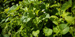 Biostimulanten