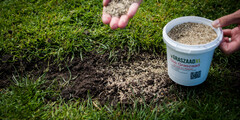 Graszaad snelkiemend