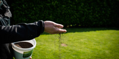 Graszaad schaduw
