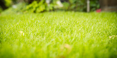 Graszaad droogtebestendig