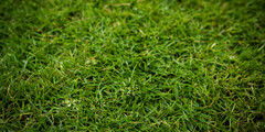 Graszaad paardenweide