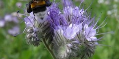 Bloem & plant