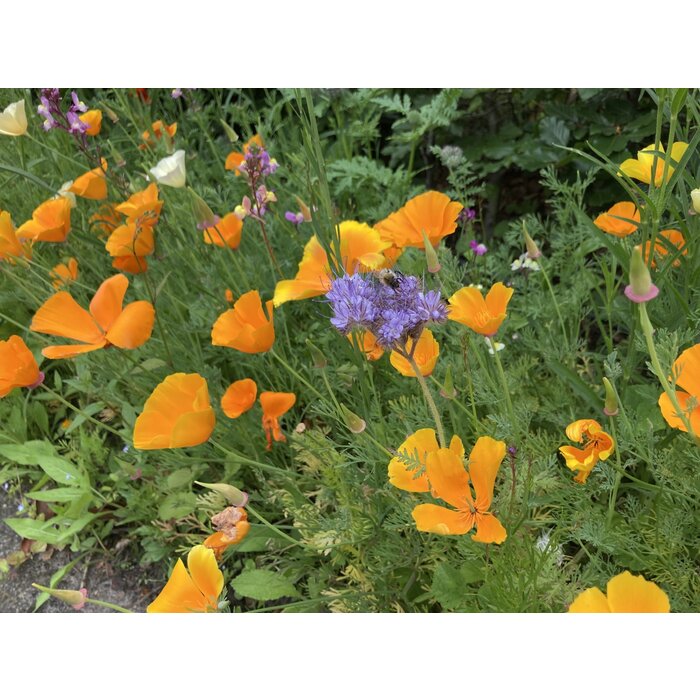 Gazonbemesting Wilde bloemen mengsel - 100 gram