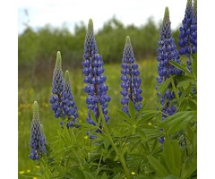 Grasjan Lupine Lupinus angustifolius Blauw