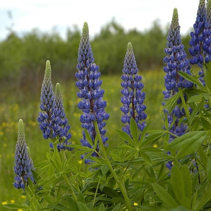 Grasjan Lupine Lupinus angustifolius Blauw 25 gr