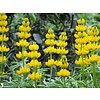 Grasjan Gele Lupine Lupinus luteus