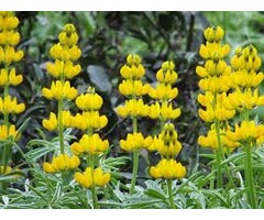 Grasjan Gele Lupine Lupinus luteus