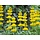 Gele lupinen Lupinus luteus 25 gr