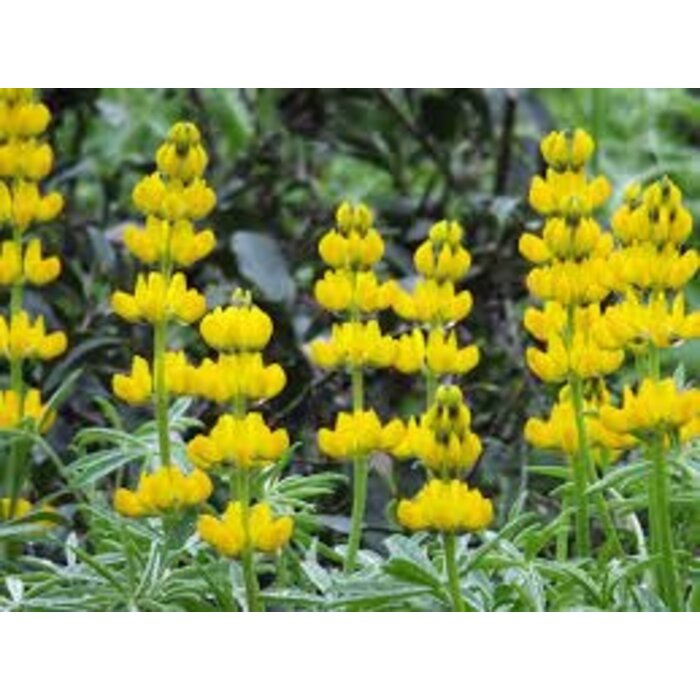 Grasjan Gele lupinen Lupinus luteus 25 gr