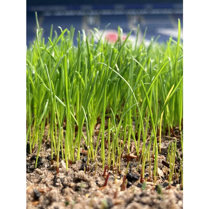 Barenbrug Barenbrug RPR Sport - Professioneel graszaad - 15 kg