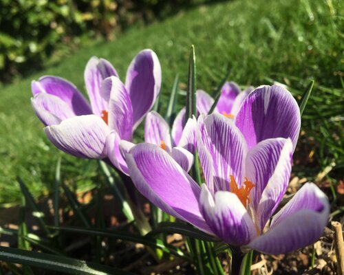 Het VOORJAAR is onderweg!