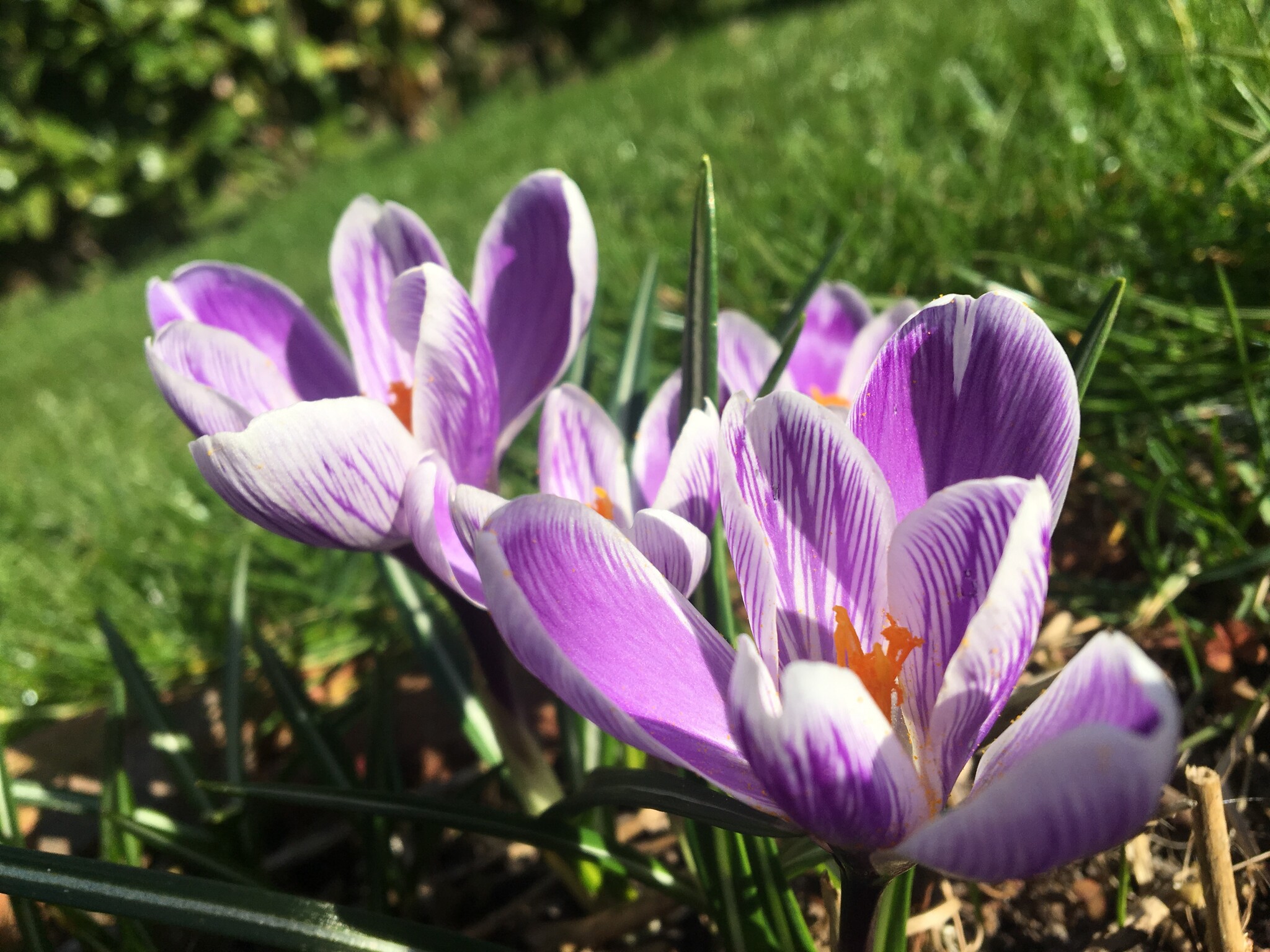 Het VOORJAAR is onderweg!