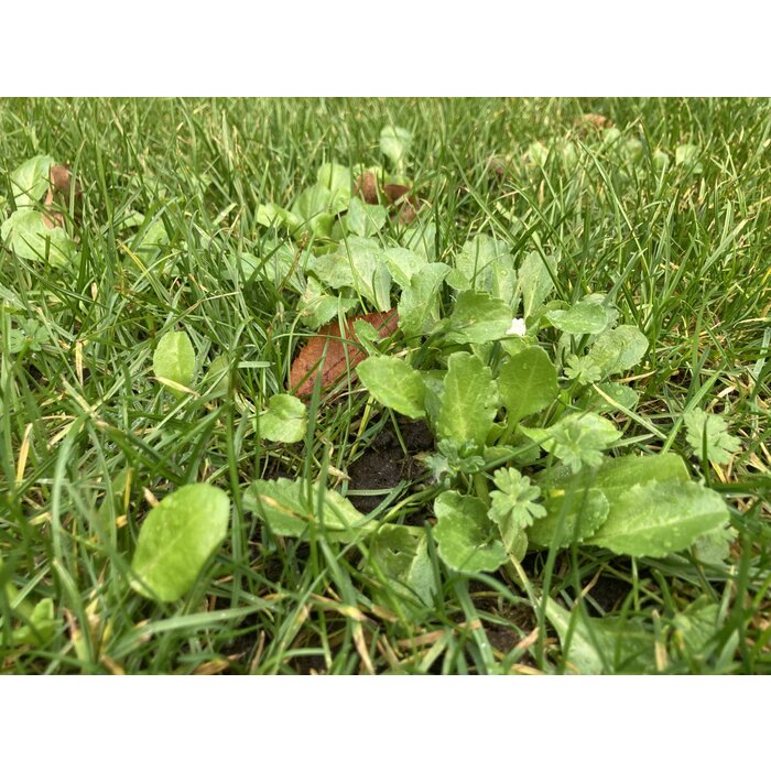 Barenbrug Barenbrug Happy Lawn Grass & Flower Seeds