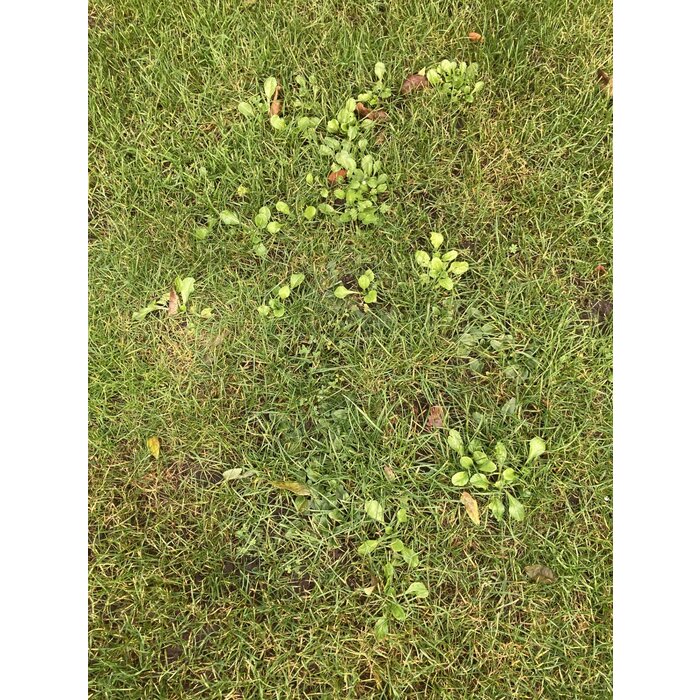 Barenbrug Barenbrug Happy Lawn Grass & Flower Seeds