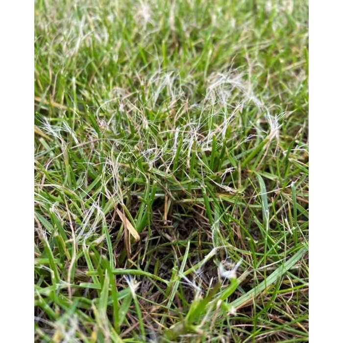 Gazonbemesting Universele reserve messenset voor robotmaaier