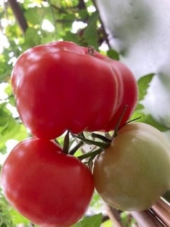 Alles voor je groente en moestuin