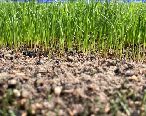 Tips voor gazon inzaaien of doorzaaien met de warme periode die komen gaat