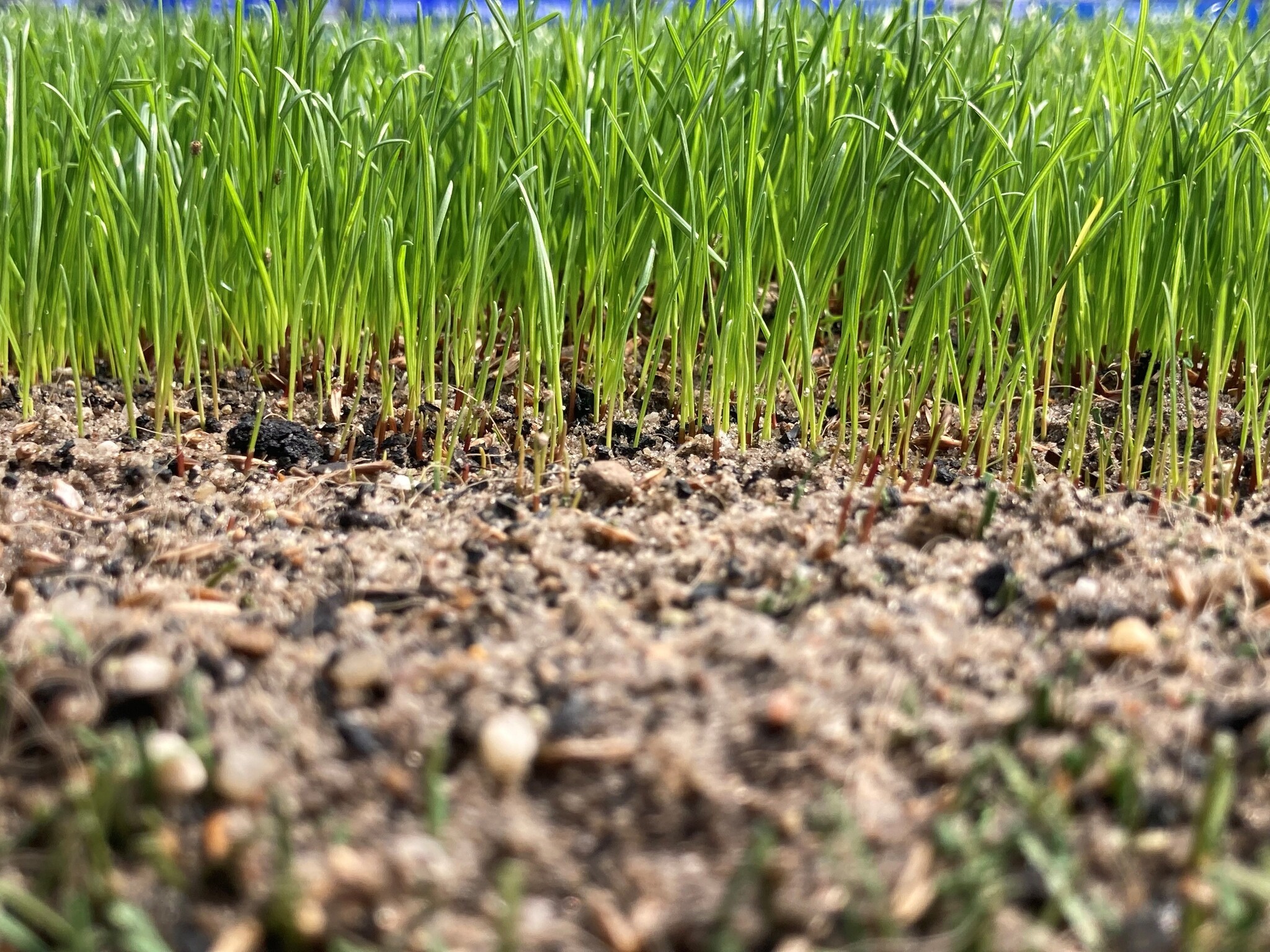 Tips voor gazon inzaaien of doorzaaien met de warme periode die komen gaat