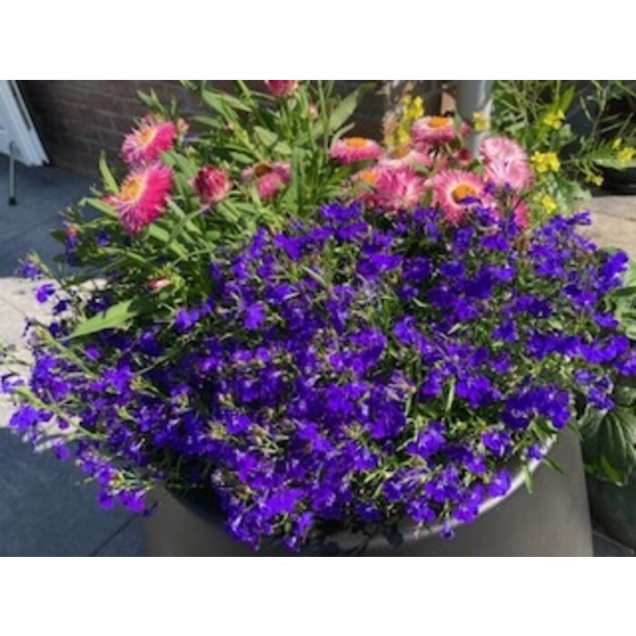 Grasjan voedingskegel 14-8-11+2MgO rijke bloei terraspotten