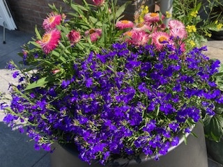 Grasjan voedingskegel 14-8-11+2MgO rijke bloei terraspotten