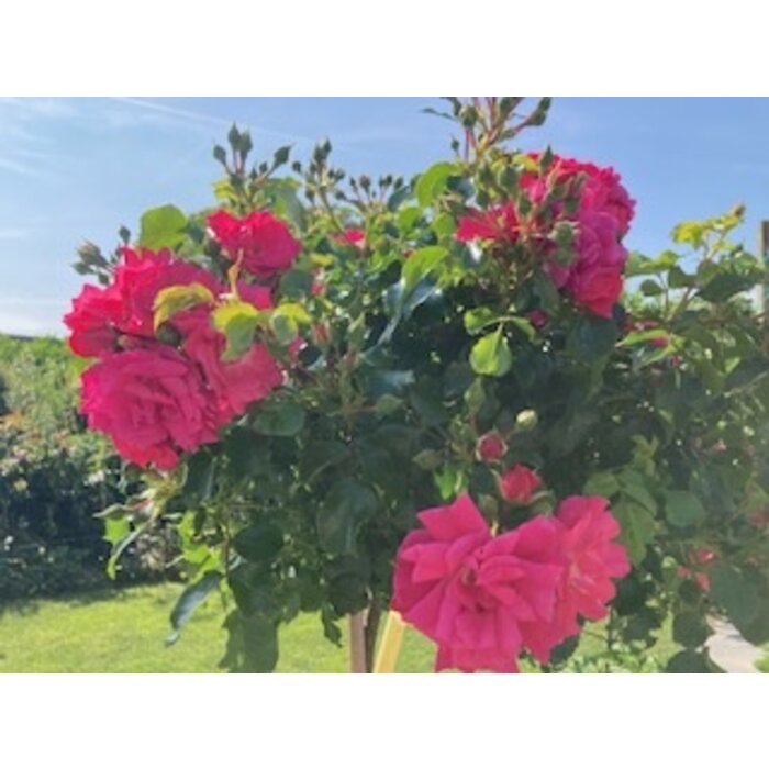 Grasjan voedingskegel 14-8-11+2MgO rijke bloei terraspotten