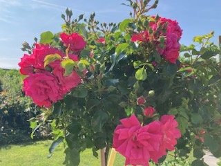 Grasjan voedingskegel 14-8-11+2MgO rijke bloei terraspotten