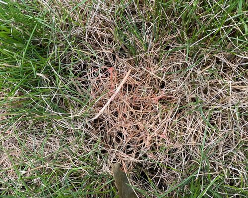 Wat is rooddraad schimmel in het gazon
