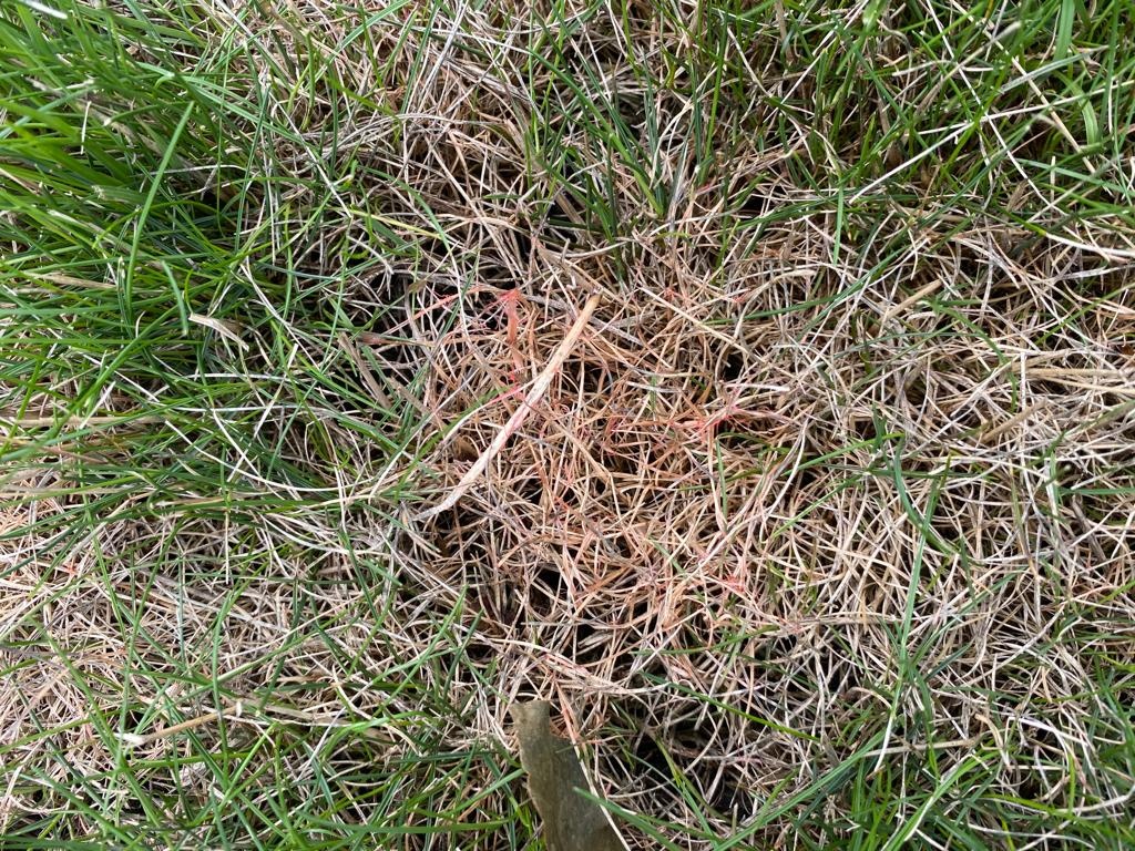 Wat is rooddraad schimmel in het gazon