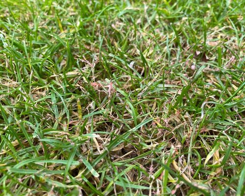 Wat kan ik doen tegen schimmels in het gazon? 