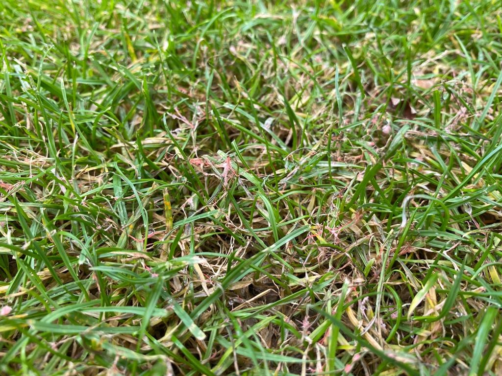 Wat kan ik doen tegen schimmels in het gazon? 