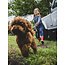 LOOXS Little winter t-shirt meisjes - blauw - geruit/gestreept/longsleeve