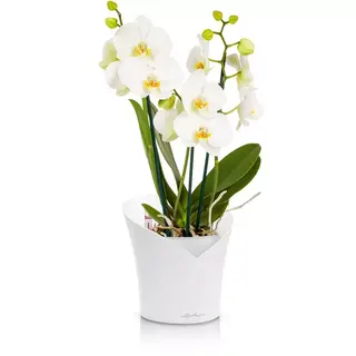 ORCHIDEA