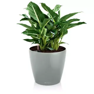 CLASSICO Color ECO 18 | 21