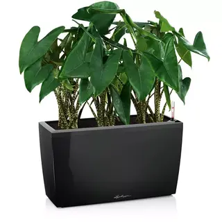 CARARO Premium
