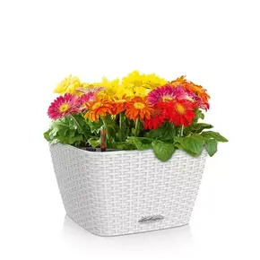 BACINO Cottage BACINO Cottage