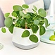LECHUZA Pot de fleurs YULA blanc/gris soie mat LECHUZA Pot de fleurs YULA blanc/gris soie mat