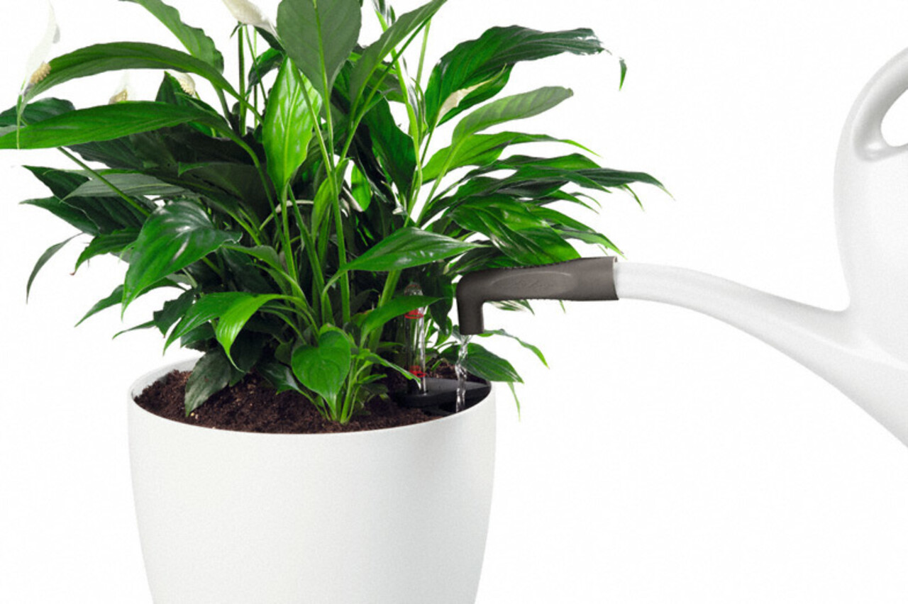 LECHUZA Liquid fertilizer PERFECT PALM Fluid LECHUZA Liquid fertilizer PERFECT PALM Fluid