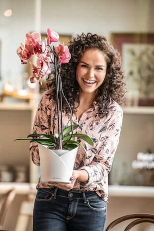 Vloeibare meststof PERFECT ORCHID Fluid Vloeibare meststof PERFECT ORCHID Fluid