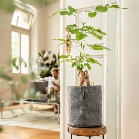 LECHUZA TRENDCOVER Filz dunkelgrau