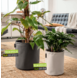LECHUZA TRENDCOVER anthracite LECHUZA TRENDCOVER anthracite