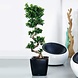 LECHUZA QUADRO LS black high-gloss LECHUZA QUADRO LS black high-gloss